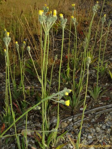 Image of plant Pilosella rothiana