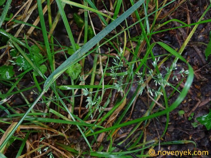 Image of plant Poa humilis