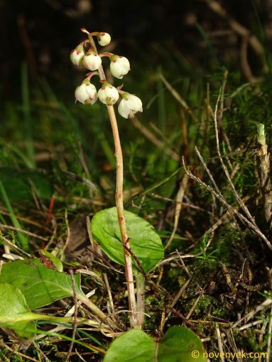 Image of plant Pyrola media