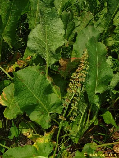 Image of plant Rumex confertus