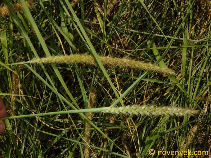 Image of plant Cenchrus setaceus