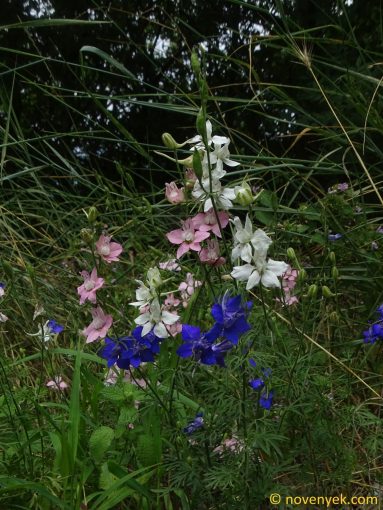 Image of plant Consolida ajacis