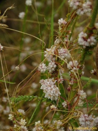 Image of plant Cuscuta epithymum