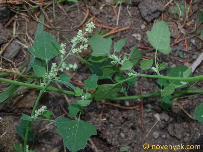 Image of plant Chenopodium opulifolium