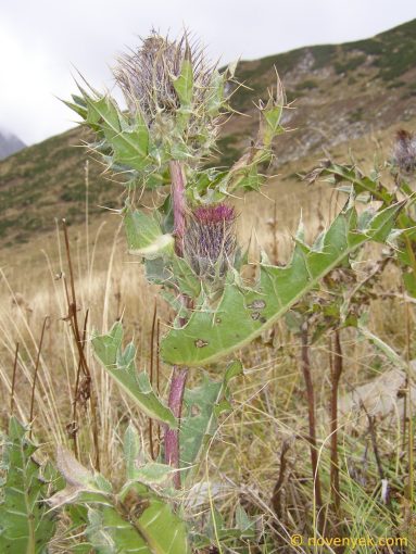 Image of plant Cirsium pugnax