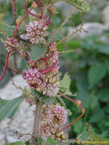 Image of plant Cuscuta europaea