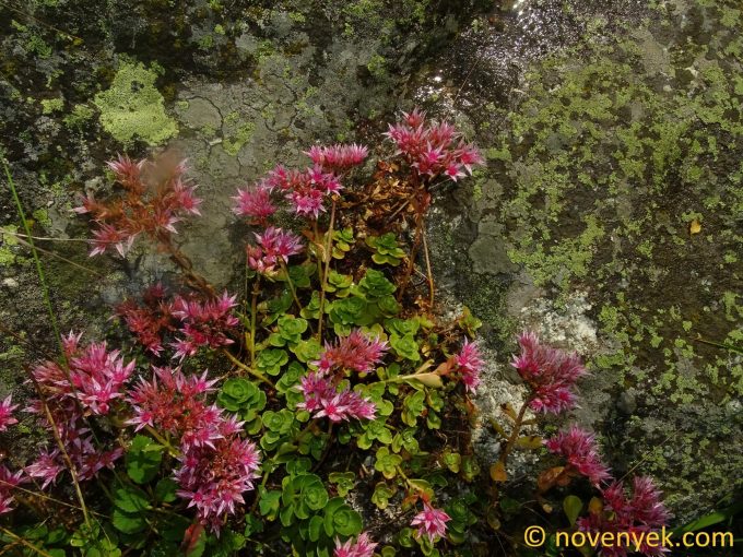 Image of plant Phedimus spurius