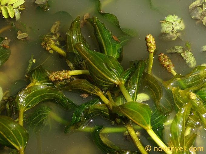 Image of plant Potamogeton perfoliatus