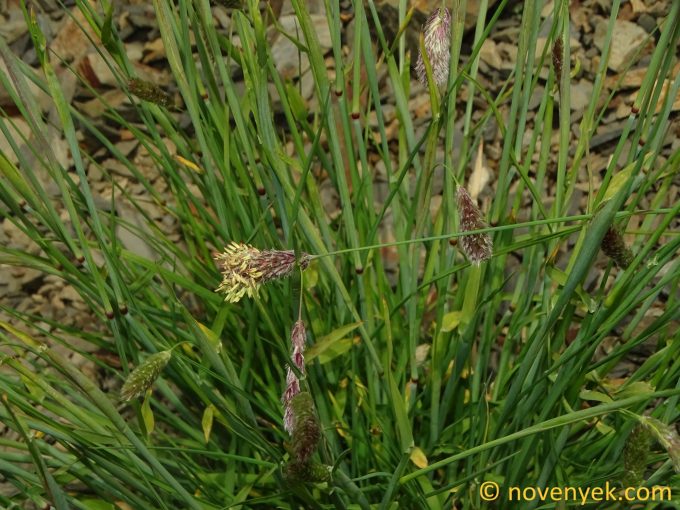 Image of plant Alopecurus ponticus