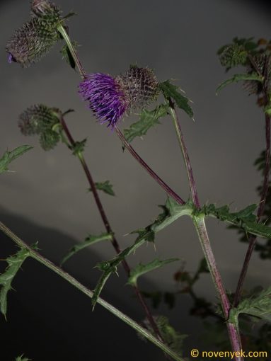 Image of plant Cirsium echinus