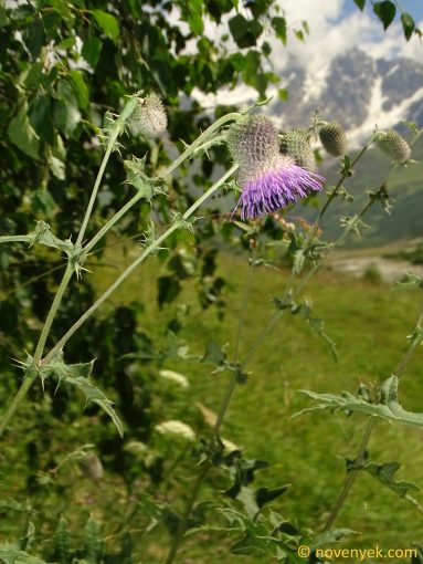 Image of plant Cirsium erythrolepis