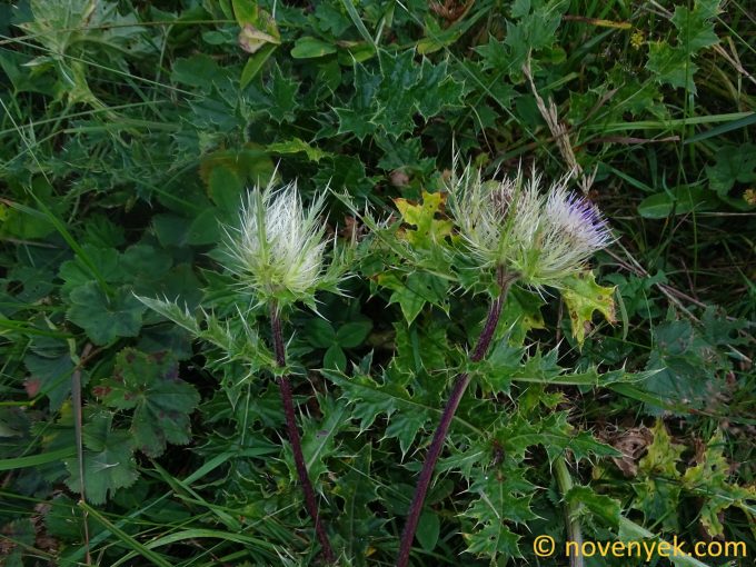 Image of plant Cirsium obvallatum