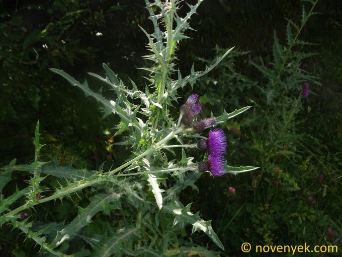 Image of plant Cirsium pseudopersonata