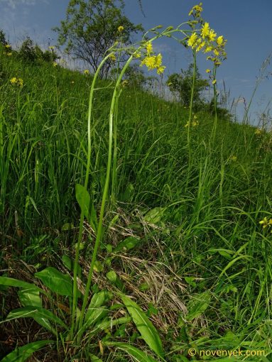 Image of plant Crepis praemorsa