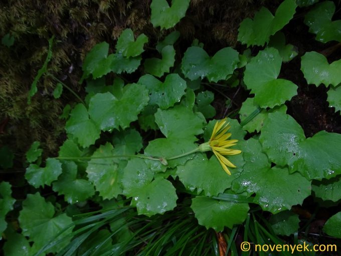 Image of plant Dolichorrhiza renifolia