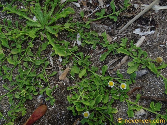 Image of plant Egletes prostrata