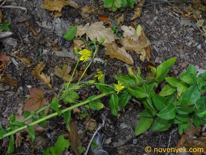 Image of plant Hieracium brevifolium