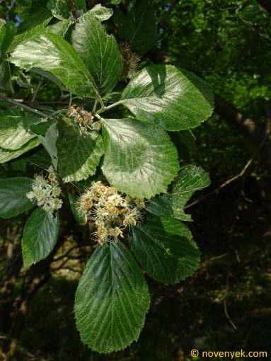 Image of plant Karpatiosorbus ulmiifolia