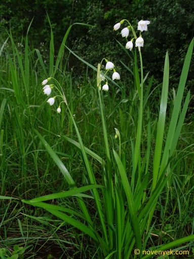 Image of plant Leucojum aestivum