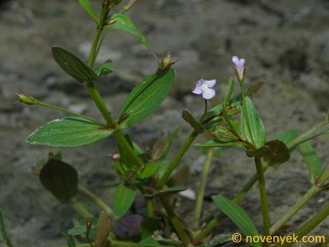 Image of plant Lindernia dubia