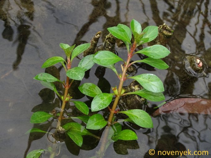 Image of plant Ludwigia palustris