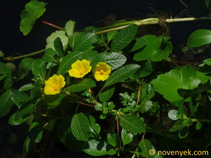 Image of plant Ludwigia peploides