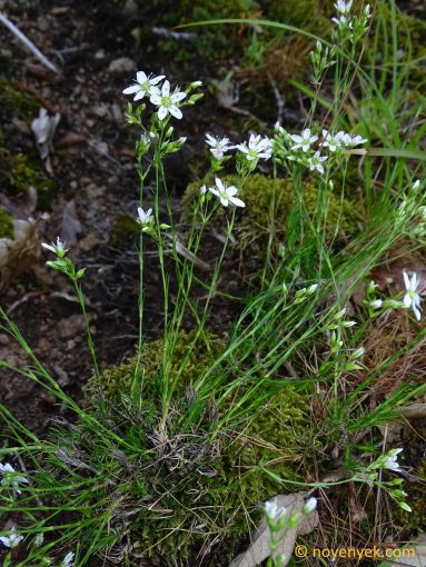 Image of plant Minuartia setacea