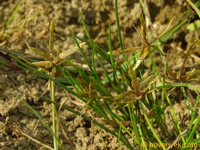 Image of plant Pycreus flavescens