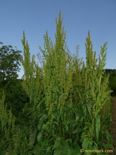 Image of plant Rumex patientia