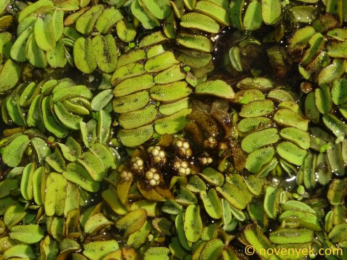 Image of plant Salvinia natans