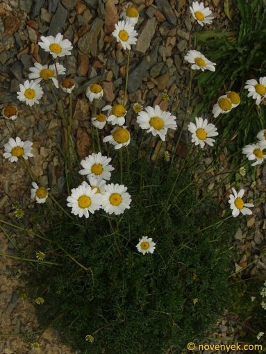 Image of plant Tripleurospermum caucasicum