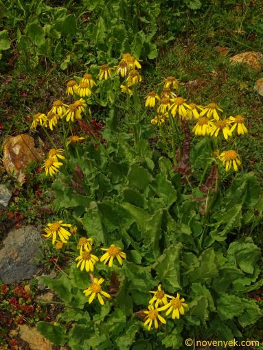 Image of plant Turanecio taraxacifolius