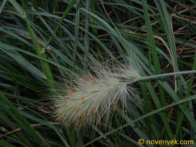 Image of plant Cenchrus longisetus