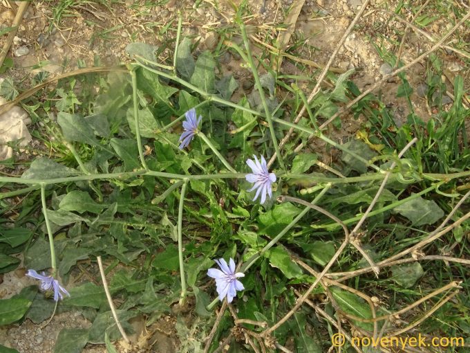 Image of plant Cichorium intybus