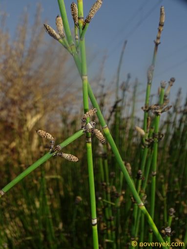 Image of plant Equisetum x moorei